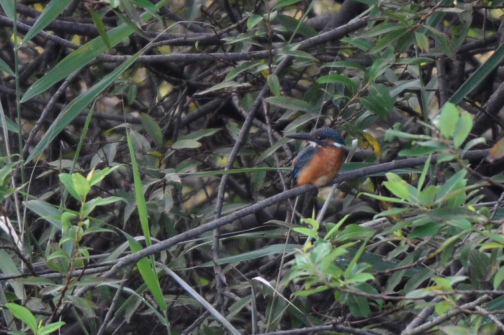池の住人(鳥)/蓮田_b0024798_5215570.jpg