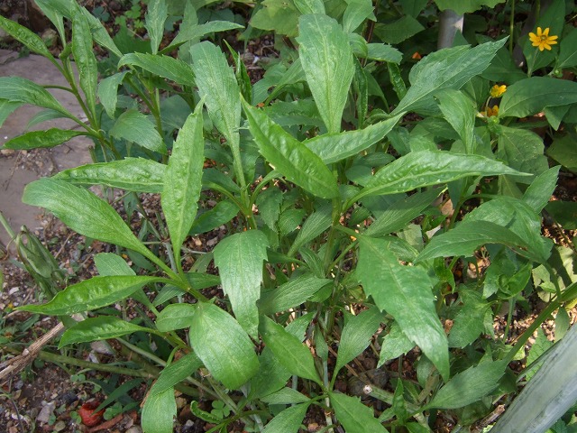 b0107310_11514547.jpg