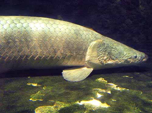 世界一の巨大魚 9月1日 しながわ水族館にて シニアデジカメギャラリー