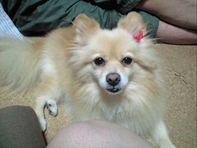 b0075318_22443781.gif