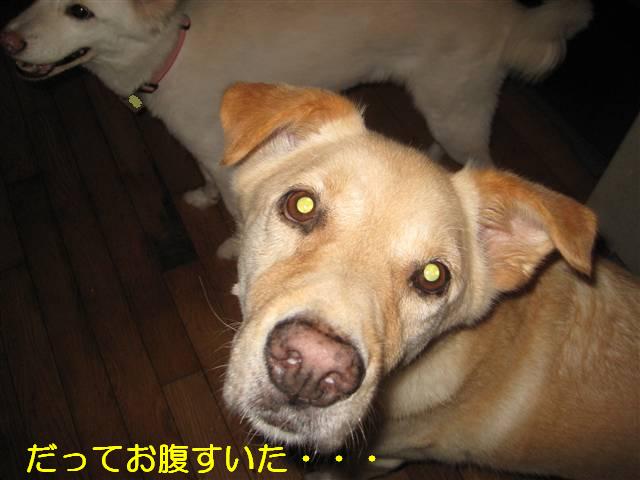 d0046821_1374439.jpg