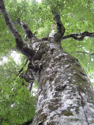 津軽峠・マザーツリー：世界自然遺産白神山地（西目屋村）_b0147224_23491846.jpg