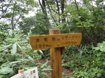 津軽峠・マザーツリー：世界自然遺産白神山地（西目屋村）_b0147224_23573152.jpg