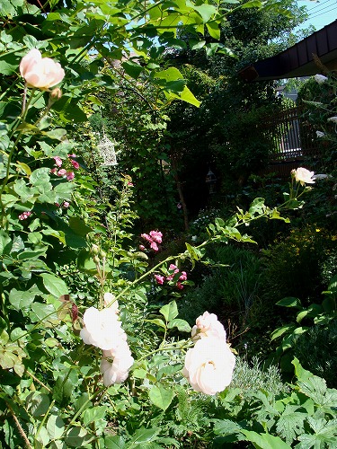 f0170524_1412598.jpg