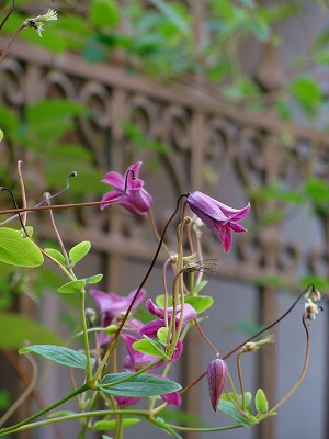 f0170524_141648.jpg