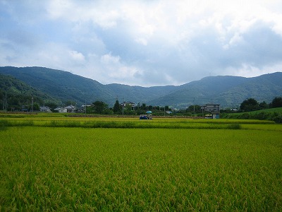 稲刈り情報?_b0100229_14302176.jpg