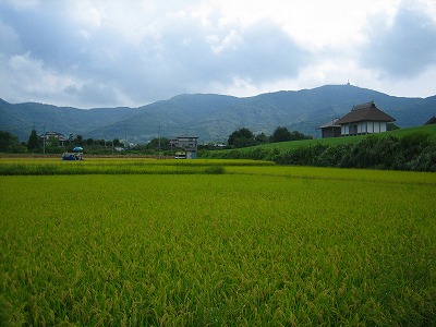 稲刈り情報?_b0100229_14321560.jpg