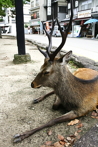 日本の歴史を振り返る～宮島編～_d0135330_12291453.jpg