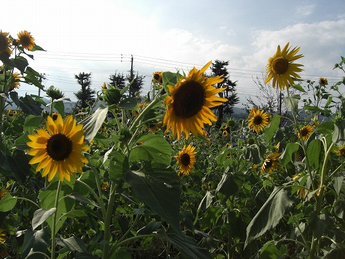 六日町のひまわりの花_a0084753_1658999.jpg