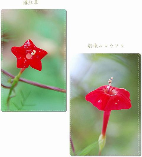 8月の終わりの花たち_a0058167_830717.jpg