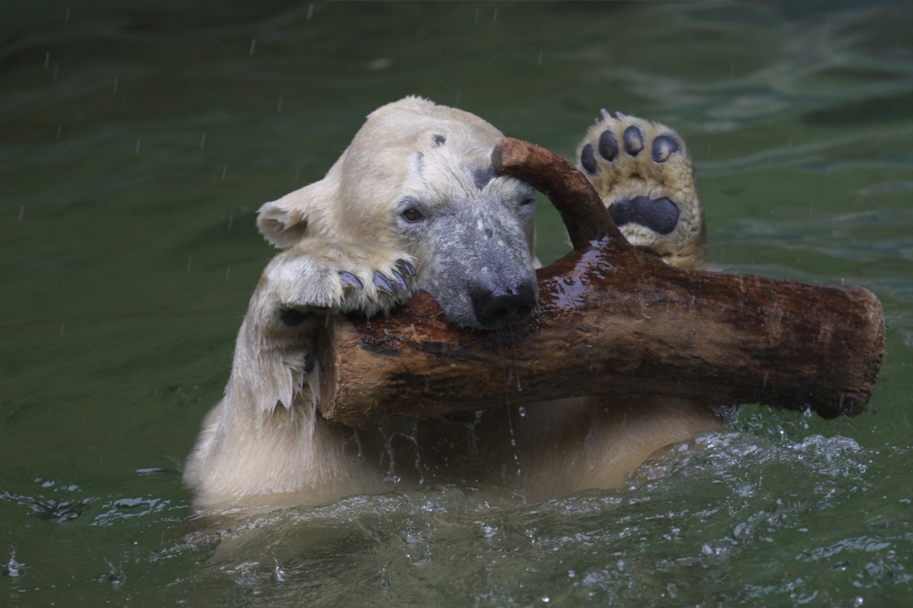 天王寺動物園530_e0060169_6402288.jpg