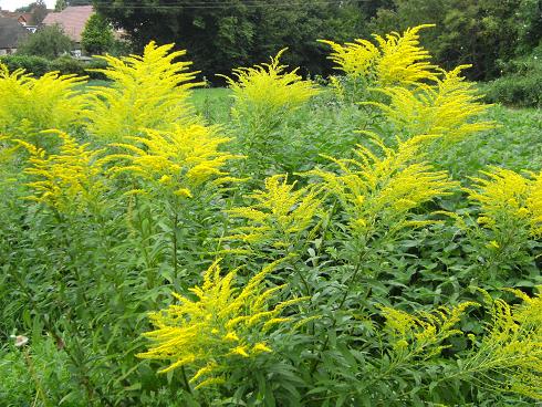 Solidago_c0169179_19571455.jpg