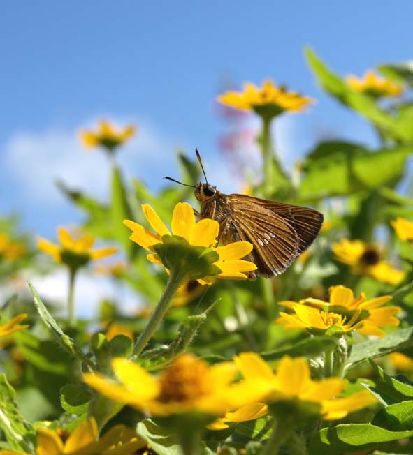 昆虫たちのお花畑_d0088788_1434236.jpg