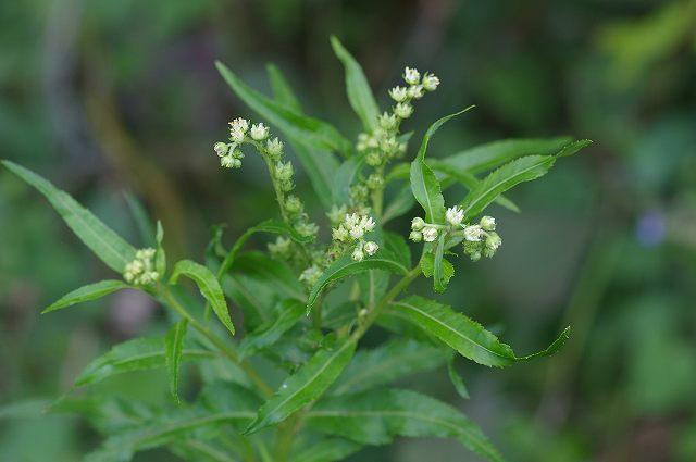 ■　出会いの草花 (3)　　　08.9.2　　　（センニンソウ、タコノアシ、クサフジ）_e0070891_1859499.jpg