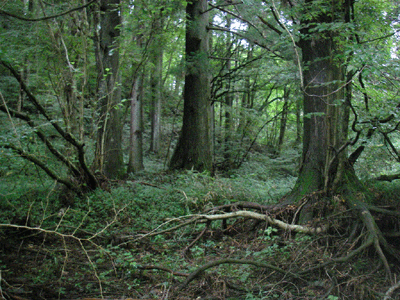 e0143892_12513185.gif