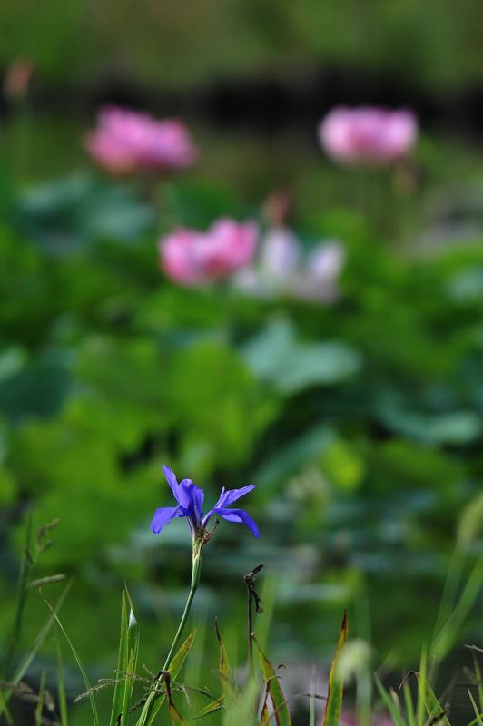 チドリ/花菖蒲_b0024798_5425629.jpg