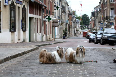 花の有る町「Noyon」♪_c0090198_1334474.jpg