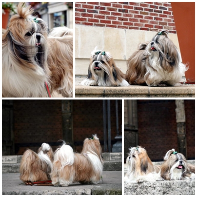 花の有る町「Noyon」♪_c0090198_143797.jpg