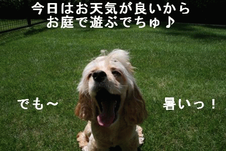 c0128303_0413994.gif
