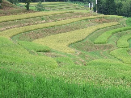 東京から一番近い棚田、鴨川の千枚田_f0073704_2344832.jpg