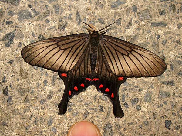 シンジュサン アゲハモドキ 一寸の虫にも五分の魂