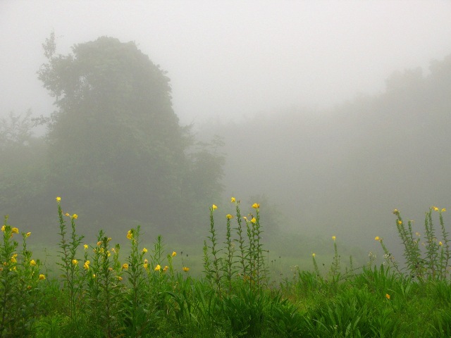 2008年9月1日　霧の朝散歩　山梨県明野村にて_d0129921_23561828.jpg