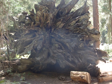 Sequoia National Park セコイア国立公園 その1 L A の暮らし Sequoia National Park セコイア国立公園 その1 L A の暮らし