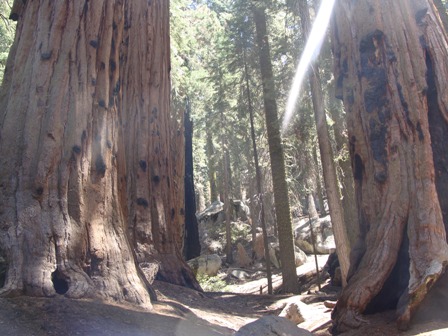 Sequoia National Park セコイア国立公園 その１ L A の暮らし