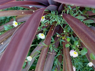 f0170524_12111947.jpg