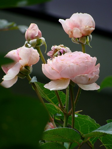 f0170524_12244673.jpg