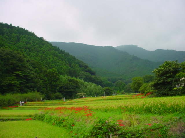 秋の花ごよみ　彼岸花_f0172342_763657.jpg