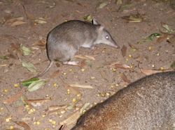 土ぼたると夜行性動物探検ツアー_a0110447_230467.jpg