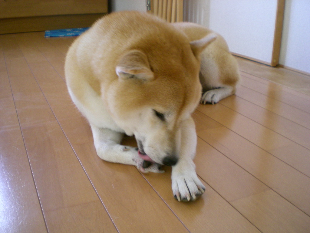 2008年9月3日(水)狩人愛ちゃん!_f0060461_15513883.jpg