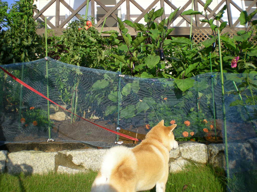 2008年9月3日(水)狩人愛ちゃん!_f0060461_1558178.jpg