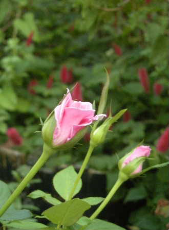 e0086864_21304363.jpg