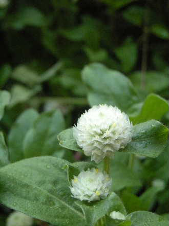 e0086864_2131204.jpg