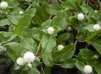 e0086864_213371.jpg