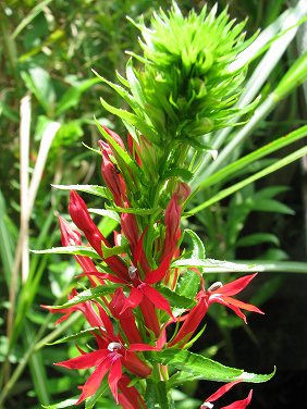 ベニバナサワギキョウ(紅花沢桔梗)_c0085874_17482893.jpg