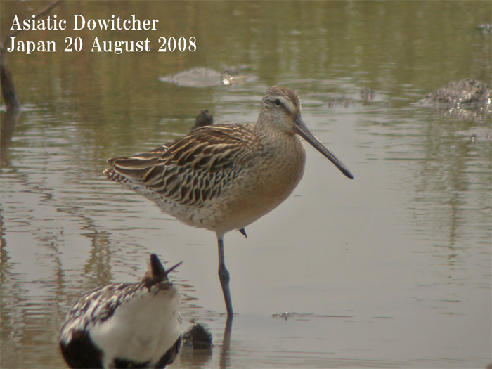 シベリアオオハシシギ3　Asiatic Dowitcher/Limnodromus semipalmatus_c0071489_17211150.jpg