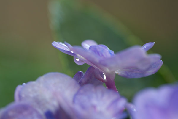 今日も雨_b0083591_22544385.jpg