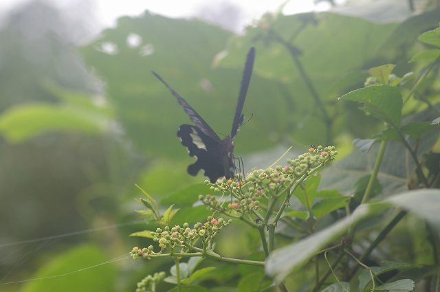 ■　ヤブガラシに来るチョウ　　　08.9.3　　　（カラスアゲハ、アオスジアゲハ、モンキアゲハ）_e0070891_1853281.jpg