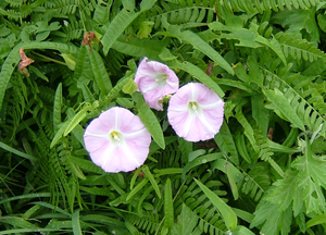 海岸で見かけた花_e0131399_21212566.jpg