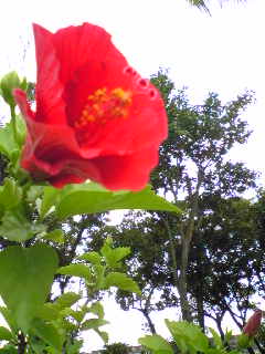 c0037701_04559.jpg