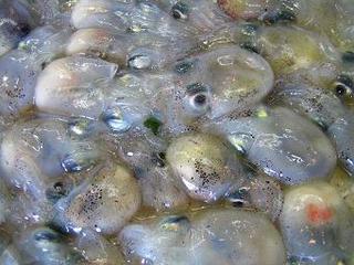チコ 玉島魚市場 お魚情報