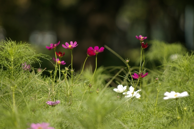 Cosmos bipinnatus_c0156908_2583842.jpg