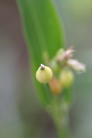     　　   　　　　   　  【　　　夏から秋・花のうつろい　　　】_d0099420_20314462.jpg