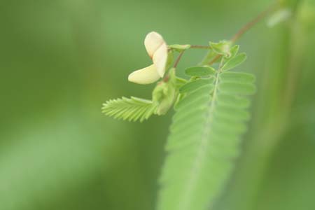     　　   　　　　   　  【　　　夏から秋・花のうつろい　　　】_d0099420_2046989.jpg