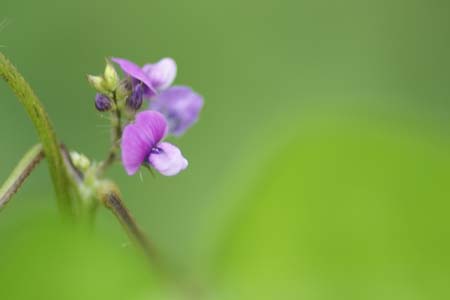     　　   　　　　   　  【　　　夏から秋・花のうつろい　　　】_d0099420_20495738.jpg