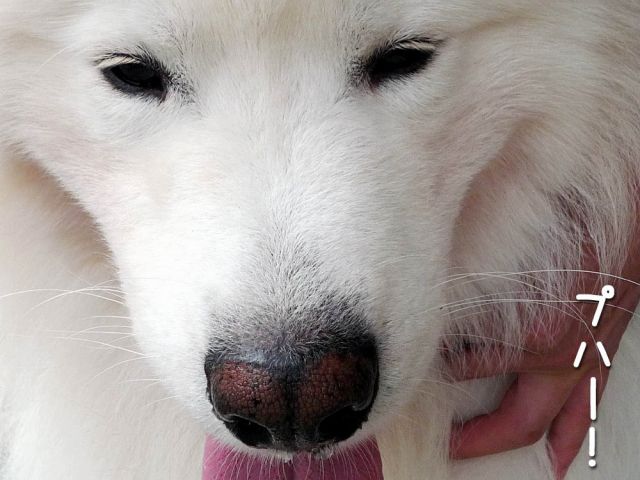 今日も幸せ_c0062832_1729207.jpg
