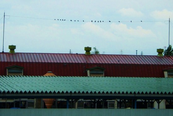 e0126350_14461733.jpg
